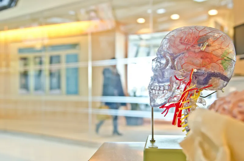 Human Brain